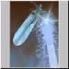 silversurfer01.jpg