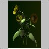 29_focal_flowers00.jpg