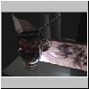 Verre2.JPG