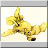 monstre01.jpg